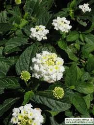 Image result for Lantana moldenkei