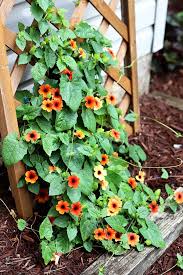 Flowering vines for shade in arizona. Arizona Sunset Black Eyed Susan Vine In 2021 Black Eyed Susan Vine Black Eyed Susan Shade Garden Plants