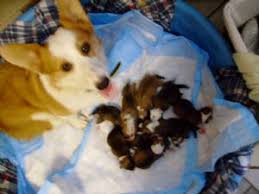 They're all the rage these days. Pembroke Welsh Corgi Puppies For Sale