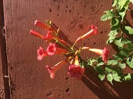 Growing vigorously up to 40 feet in height, the balboa sunset trumpet vine is not a plant for the mailbox. Balboa Sunset Trumpet Creeper Red Hills Desert Gardenred Hills Desert Garden