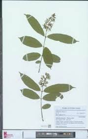 Image result for Motandra