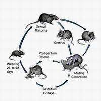Do It Yourself Pest Control Online Pest Control Store Online Pest Control Products Do It Yourself Pest Control Rodents