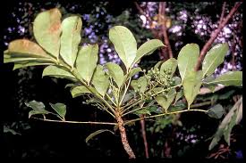 Image result for Zanthoxylum lindense