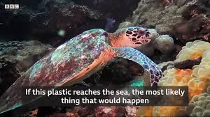 It is made from the. Engineers Successfully Make Biodegradable Plastic From Cactus Juice
