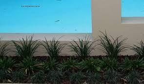 Img 3279 Mondo Grass Mini Agapanthus Liriope Evergreen Giant Et Agapanthus Mondo Grass Evergreen