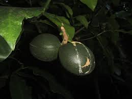 Image result for Tabernaemontana ventricosa