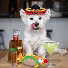 Check spelling or type a new query. Punny Pooches On Twitter People Who Confuse The Words Burro And Burrow Don T Know Their Ass From A Hole In The Ground Happy Cinqodemayo Toy From Barkbox Ernesto S Fish Taco