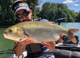 Pechez Les Poissons Blancs Aux Leurres Gobeurs Ou Fouilleurs