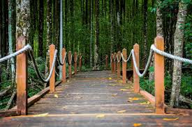 Start planning for kuala sepetang. Tourism Perak On Twitter Visit Matang Mangrove In The Coastal Town Of Kuala Sepetang Near Taiping It S Internationally Recognized As The Best Managed Sustainable Mangrove Ecosystem In The World Visitperak2018 Visitperak Kualasepetang
