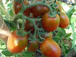 Ajouter en remuant 2 tomates moyennes hachées, 2 c. Kaltetolerant