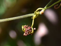 Image result for Ampelocissus africana