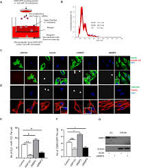 Check spelling or type a new query. Inhibition Of Extracellular Vesicle Associated Mmp2 Abrogates Intercellular Transfer Of Hepatic Mir 122 To Tissue Macrophages And Curtails Liver Inflammation Biorxiv