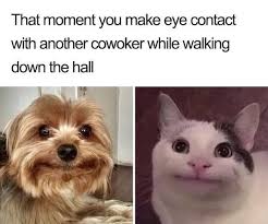 Find over 100+ of the best free funny animal images. 32 Painfully Accurate Animal Memes For Introverts