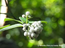 Image result for Psychotria cinerea