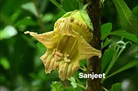 Image result for Physotrichia atropurpurea