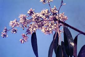 Image result for Marquesia