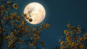 Fase da Lua hoje: 19/05/2025
