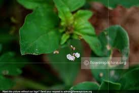 Image result for Boerhavia erecta