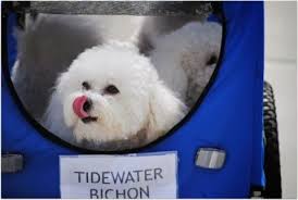 C Users Silvana Downloads Kebab Jpg Silvieon4 Bugging Out On Tasty Tuesday Bichon Bugs Tasty