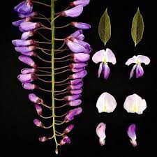 R O B B I E H O N E Y On Instagram W I S T E R I A Sinensis Inflorescence Deconstructed Wisteria Wisteriawatc Flower Petals Plant Leaves Paper Flowers