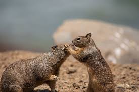 It is common in oregon and california and its range has relatively recently extended into washington and northwestern nevada.formerly placed in spermophilus, as spermophilus beecheyi. California Ground Squirrels Morro Bay California Sierra Club