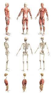 Human male body (anatomically correct) about this file: 9 In 1 Male Body With Skeleton And Internal Organs Anatomy Concept For Science Creative High Detailed Medical 3d Illustration Isolated On White Indivstock