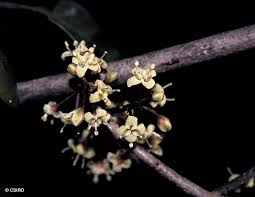 Image result for Embelia