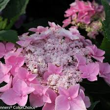 Petaled clusters bloom blue in acidy soil, pink in neutral to alkaline soil. Let S Dance Starlight Bigleaf Hydrangea Hydrangea Macrophylla Proven Winners