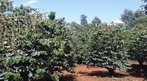 Kenya coffee, kenya tea tours and safaris. Renewing Generational Interest In Kenyan Coffee Production Perfect Daily Grind