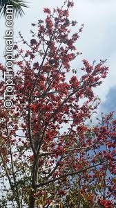 Image result for Bombax