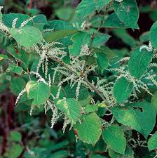 Image result for Fallopia