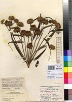 Image result for Vernonia galamensis