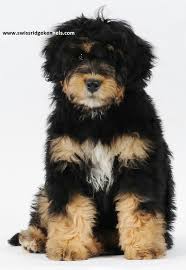 Black Bernese Mountain Dog Poodle Mix Bernedoodle Bernese Mountain Dog Poodle Puppies Pet Dogs