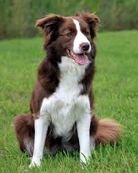 My Pet Brown Border Collie Cute Cats And Dogs White Border Collie