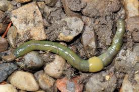 Image result for Alloeochaete