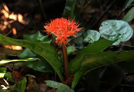 Image result for Scadoxus cinnabarinus
