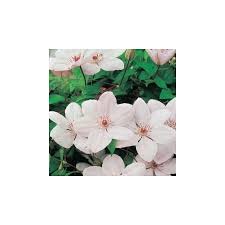 Check spelling or type a new query. Clematis John Paul Ii Windlestone Nursery Garden Centre In Ferryhill Durham