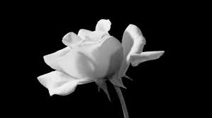 While you can find plenty of gifs for every occasion with a few taps of your phone's. 12 Beautiful Flower Gif Animations Images Rose Gifs