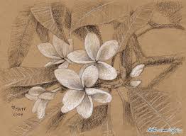 Black And White Pencil Drawings Of Nature Frangipani Black And White Pencil Nature Study Matthew James Taylor Frangipani Drawings White Pencil