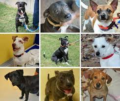 Foster with best friends in atlanta. You Can Adopt Pets For Free Today At 8 Places Around Metro Atlanta