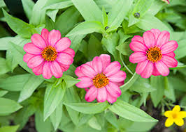 Zinnias are one of the easiest flowers to grow, as they grow quickly and bloom heavily. Zinnias The Hardest Working Flower In The Summer Garden Chicago Botanic Garden