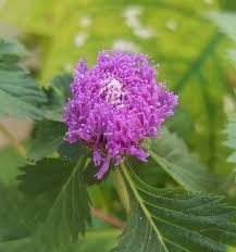 Image result for Centratherum punctatum