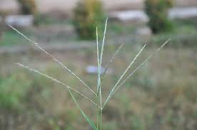 Image result for Digitaria velutina