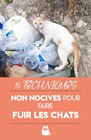 Comment Faire Fuir Les Chats 15 Techniques Non Nocives Et Non Cruelles Chats Et Chatons Comment Eloigner Les Chats Et Eloigner Les Chats