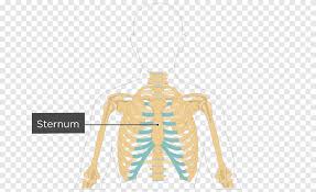While the rib cage provides secondary protection to organs in a human's abdominal area, it primarily protects the heart and lungs. Shoulder Sternum Rib Cage Anatomy Human Organ Diagram Hand Heart Png Pngegg