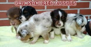 Find local australian shepherd dog puppies for sale and dogs for adoption near you. Litter Of 9 Miniature Australian Shepherd Puppies For Sale In Dothan A Miniature Australian Shepherd Miniature Australian Shepherd Puppies Australian Shepherd