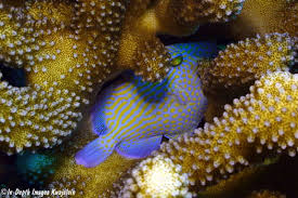 Image result for Dyschoriste multicaulis