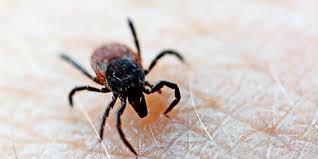Da die kleinen parasiten allerdings einige ernsthafte. Muss Man Nach Einem Zeckenbiss Gleich Ins Krankenhaus