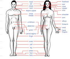 The external female anatomy includes the pubis and the vulva. Human Body Parts Name In Hindi And English