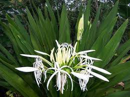 st john s lilly grand crinum asiaticum 2 sprouted etsy lily plant types lily plants planting in sandy soil